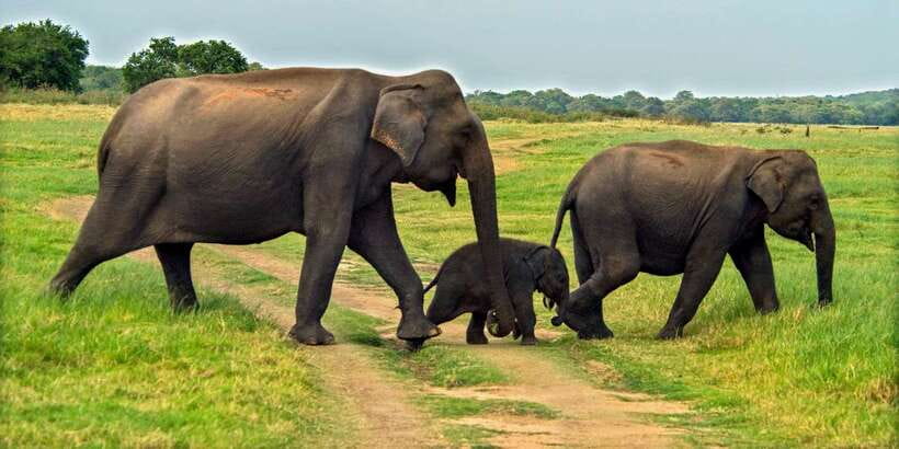 Minneriya: Minneriya National Park Private Safari - What the three-hour safari feels like