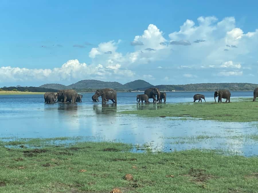Minneriya National Park 4x4 jeep Safari Include Entrance Fee - Key points to know before booking