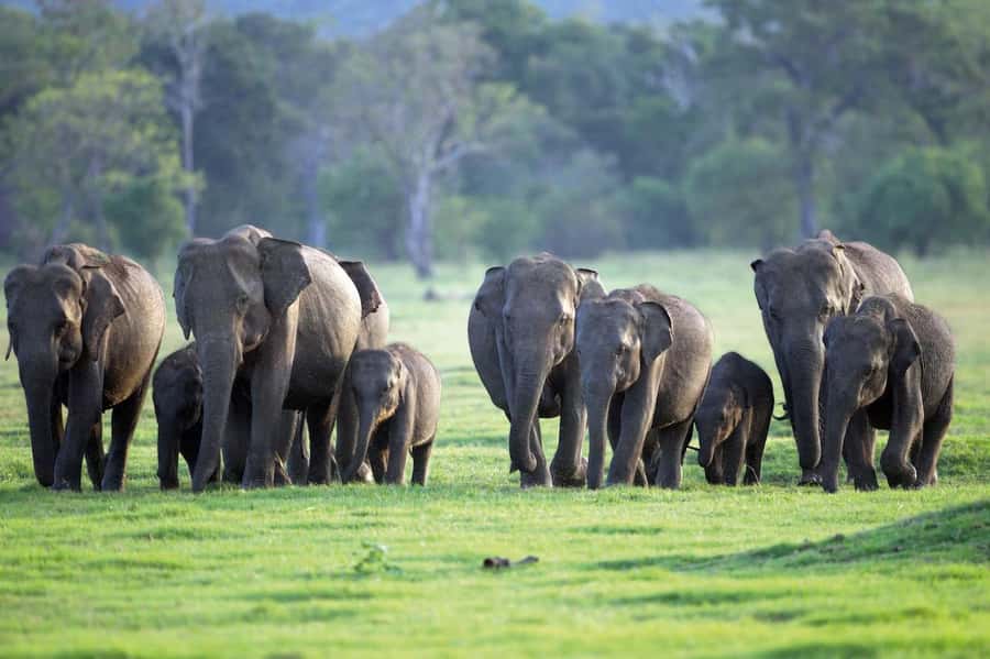 Minneriya National Park 4x4 jeep Safari Include Entrance Fee - Why the elephant gathering matters