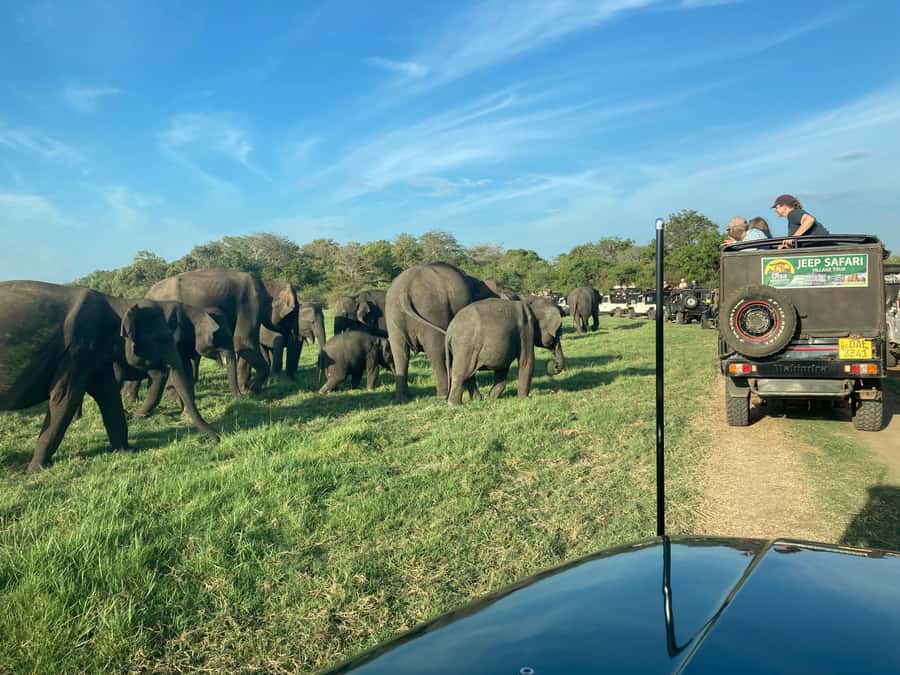 Minneriya National Park 4x4 jeep Safari Include Entrance Fee - Entering Minneriya National Park