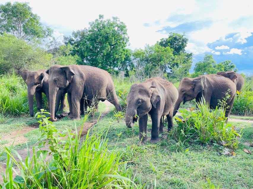 Minneriya National Park 4x4 jeep Safari Include Entrance Fee - Three to three-and-a-half hours among grass, water, and forest