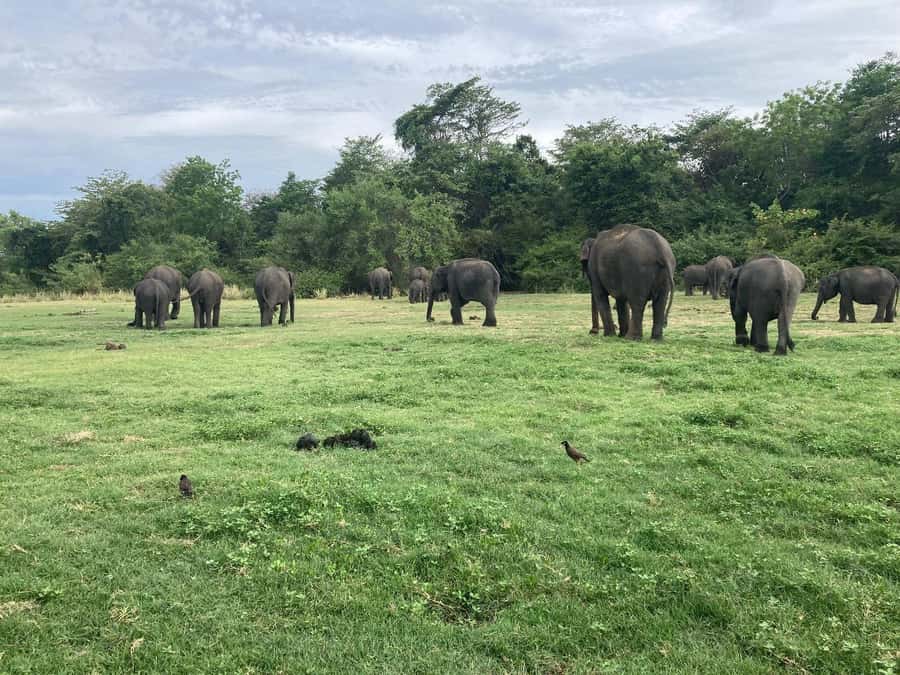 Minneriya National Park 4x4 jeep Safari Include Entrance Fee - Photography stops and the value of slowing down