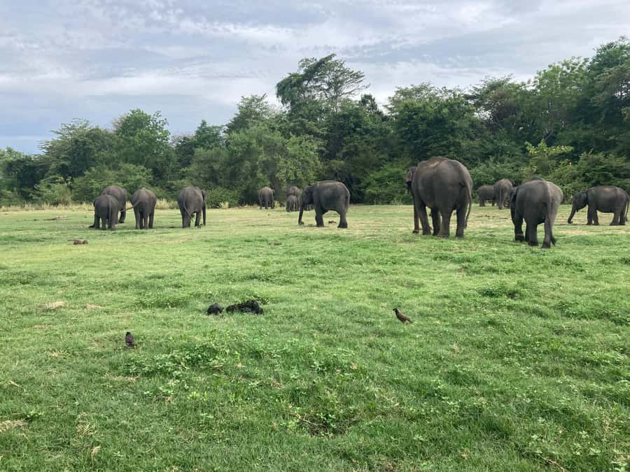 Minneriya National Park 4x4 jeep Safari Include Entrance Fee - What else you might see besides elephants
