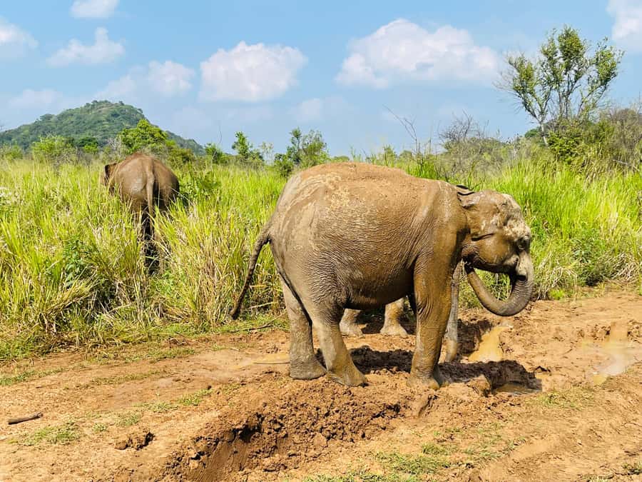 Minneriya National Park 4x4 jeep Safari Include Entrance Fee - How the $120 price works for different groups