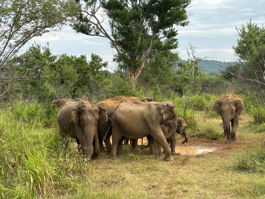 Minneriya National Park 4x4 jeep Safari Include Entrance Fee - The driving issue you should discuss politely