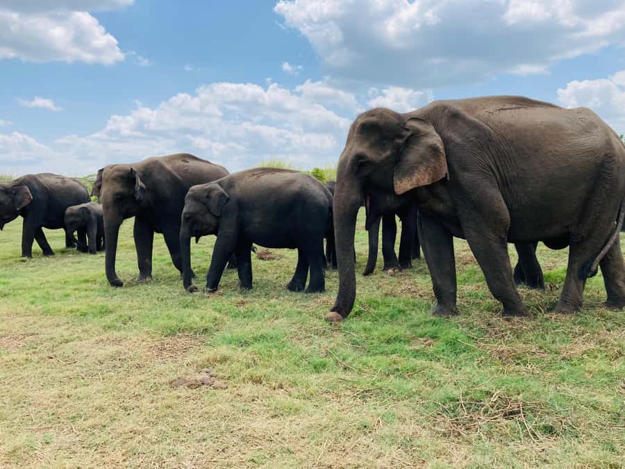Minneriya National Park 4x4 jeep Safari Include Entrance Fee - Starting with pickup from Habarana or Sigiriya