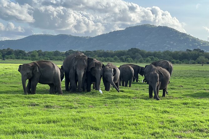 Minneriya National Park halfday Safari - Key points to know before booking