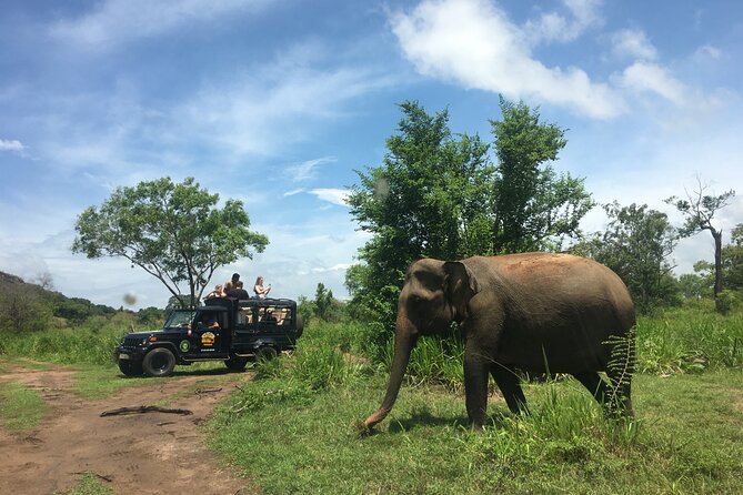 Minneriya National Park halfday Safari - The elephant crowds and the wildlife ethics question