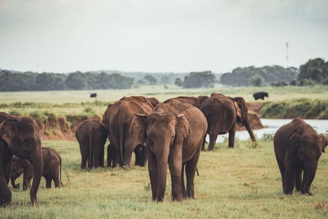 Minneriya National Park | Private Safari - Key points to know before booking
