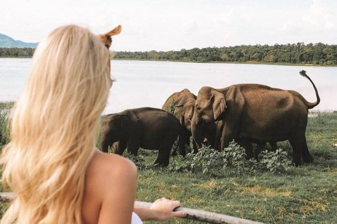 Minneriya National Park | Private Safari - Why Minneriya is famous for elephants