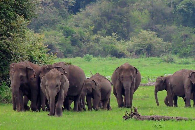 Minneriya National Park | Private Safari - What you may see near the Minneriya reservoir