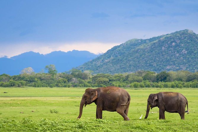 Minneriya National Park | Private Safari - Who should book this safari