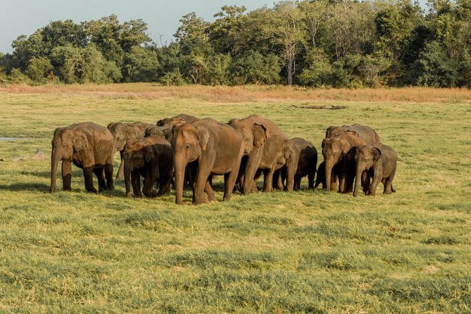 Minneriya National Park : Private Safari - The 2:30 pm start and the ride into the park