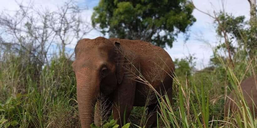 Minneriya National Park Safari - Entrance Fee Included - Booking, cancellation, and practical details