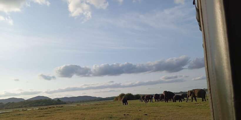 Minneriya National Park Safari - Entrance Fee Included - Why Minneriya is one of Sri Lanka’s best elephant stops