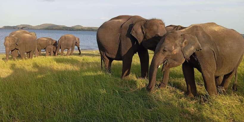 Minneriya National Park Safari - Entrance Fee Included - The 30-minute ride to Minneriya National Park