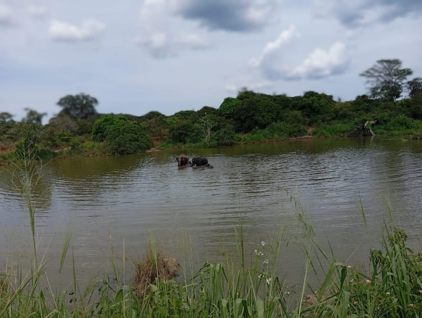 Minneriya National Park Safari - Entrance Fee Included - Three and a half hours among elephants, forests, and wetlands