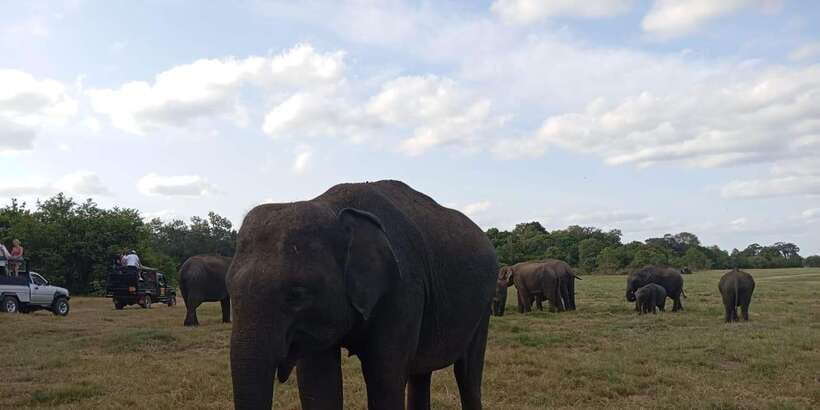 Minneriya National Park Safari - Entrance Fee Included - Is $110 good value for four hours?