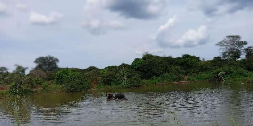 Minneriya National Park Safari - Entrance Fee Included - Timing, rain, and what to pack