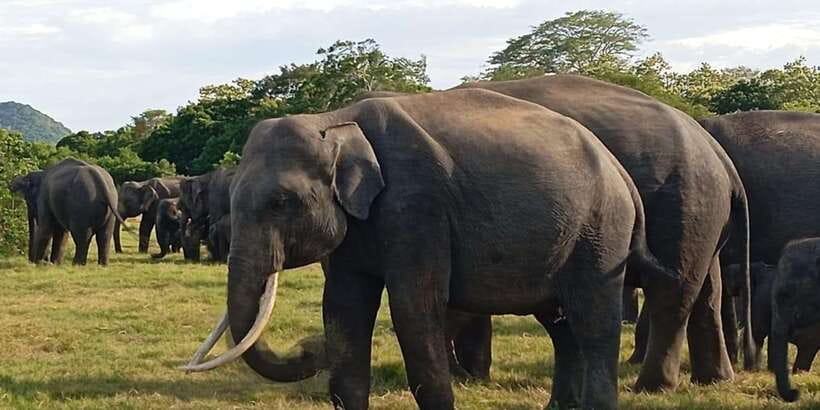 Minneriya National Park Safari - Entrance Fee Included - Who will like this Minneriya safari?