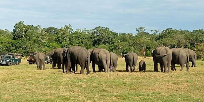 Minneriya National Park Safari - Entrance Fee Included - Pickup from Sigiriya, Habarana, Dambulla, or nearby