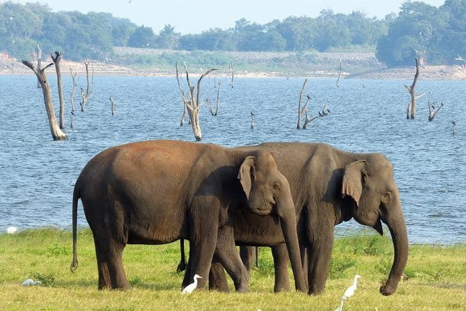 Minneriya National Park Safari from Habarana - Why Minneriya is a strong choice for elephant watching