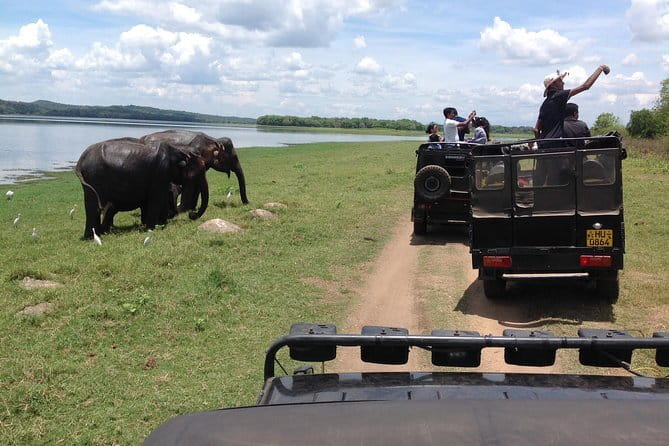 Minneriya National Park Safari from Habarana - Afternoon versus morning safari timing