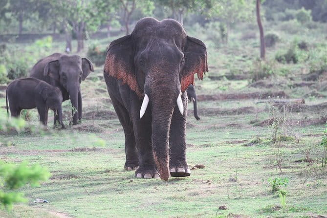 Minneriya National Park Safari from Habarana - What the Habarana return adds