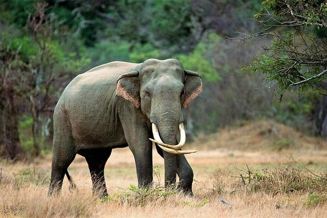 Minneriya National Park Safari from Habarana - The drawbacks you should weigh