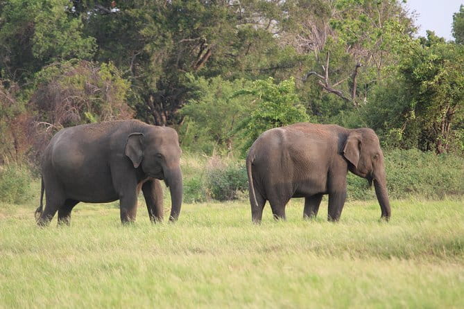Minneriya National Park Safari from Habarana - Who will get the most from this safari