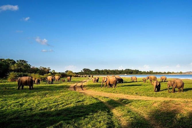 Minneriya National Park Safari from Habarana - Starting in Habarana at 2:00 pm