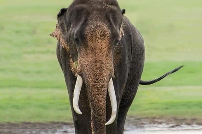 Minneriya National Park Safari [private , full package] - Why Minneriya is one of Sri Lanka’s best elephant stops