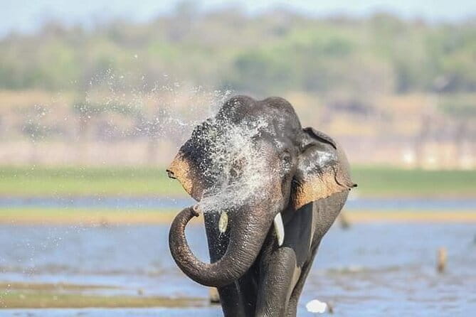 Minneriya National Park Safari [private , full package] - Morning or afternoon: choosing your departure