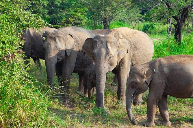 Minneriya National Park Safari [private , full package] - The elephant sightings are the star, but keep scanning