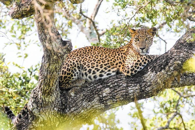 Minneriya National Park Safari [private , full package] - Crowds, Jeeps, and responsible viewing