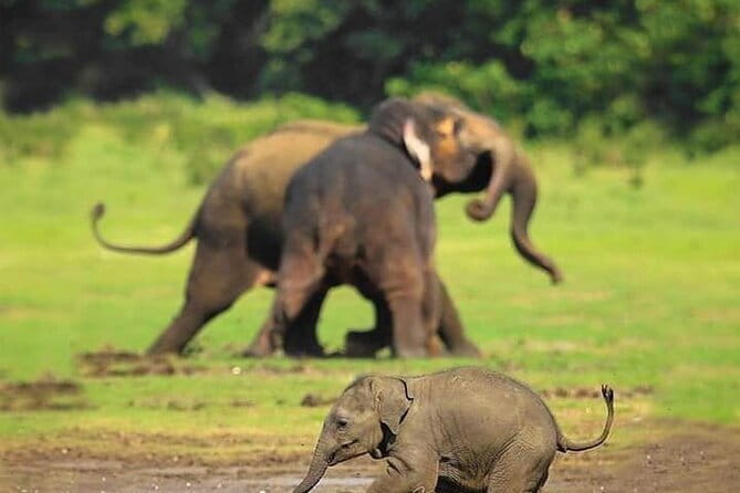 Minneriya National Park Safari [private , full package] - What the three-hour Jeep ride feels like