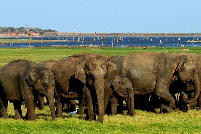 Minneriya National Park Safari - Private Jeep with Hotel Pickup - Why park switching can be a good sign