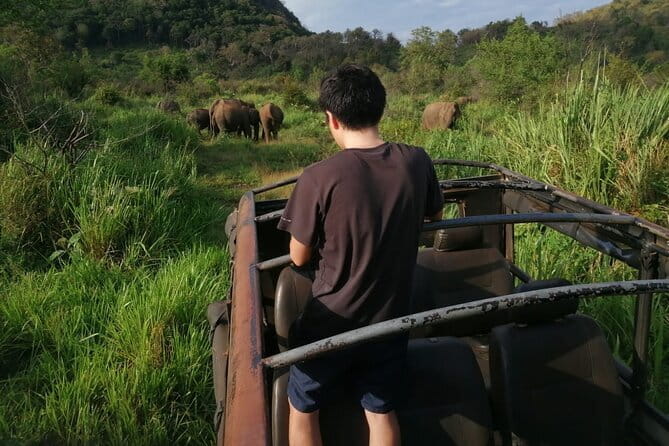 Minneriya National Park Safari - Private Jeep with Hotel Pickup - Choosing morning or afternoon