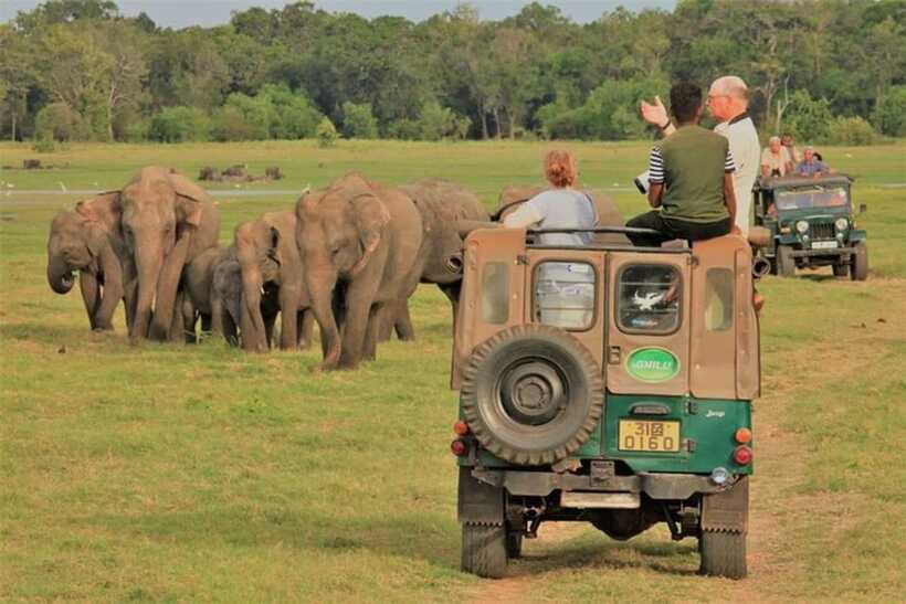 Minneriya National Park Wild Elephant Safari - Private - The guide makes the difference