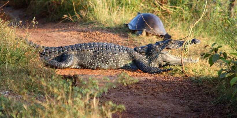Minneriya: Private Jeep Safari From Trincomalee - Key points to know before booking