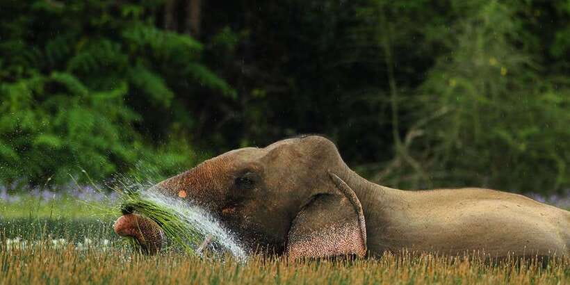 Minneriya: Private Jeep Safari From Trincomalee - Should you book this Minneriya day trip?