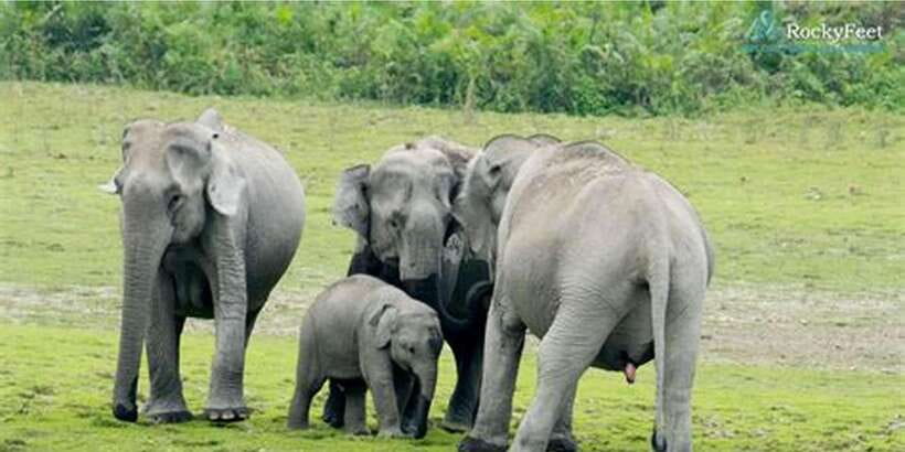 Minneriya: Private Jeep Safari From Trincomalee - Why Minneriya makes sense from Trincomalee