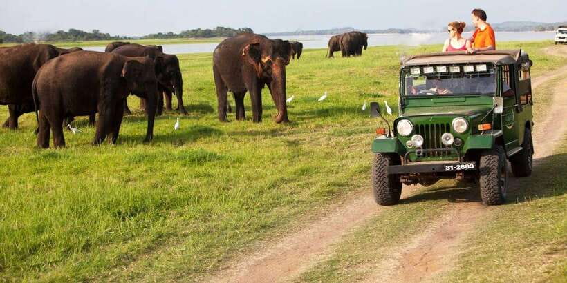 Minneriya: Private Jeep Safari From Trincomalee - Four hours inside Minneriya National Park
