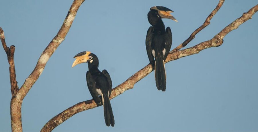 Minneriya: Private Jeep Safari From Trincomalee - The extra stops after or before the safari