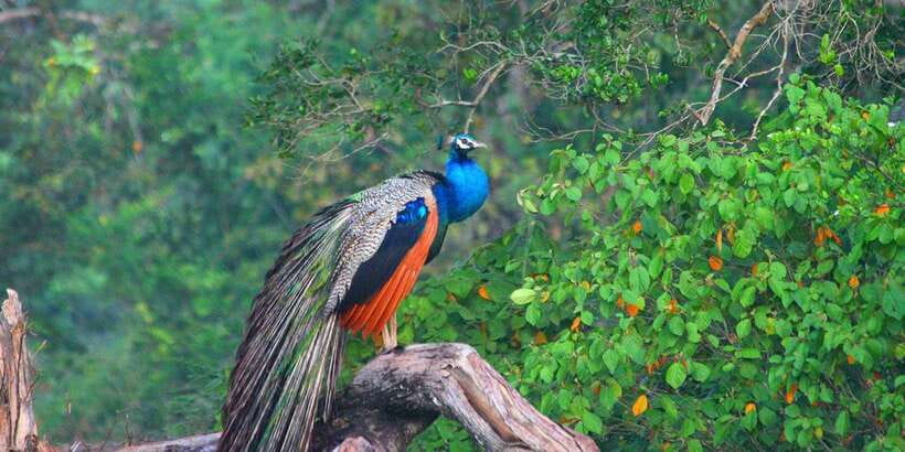Minneriya: Private Jeep Safari From Trincomalee - What the private format really gives you