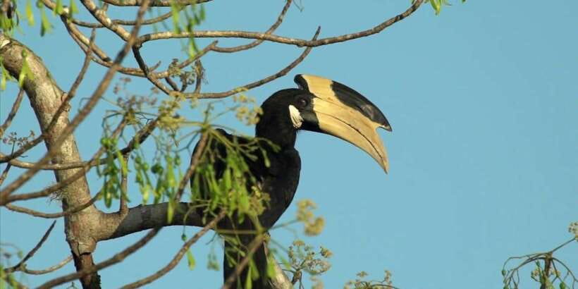 Minneriya: Private Jeep Safari From Trincomalee - Food, water, heat, and useful packing