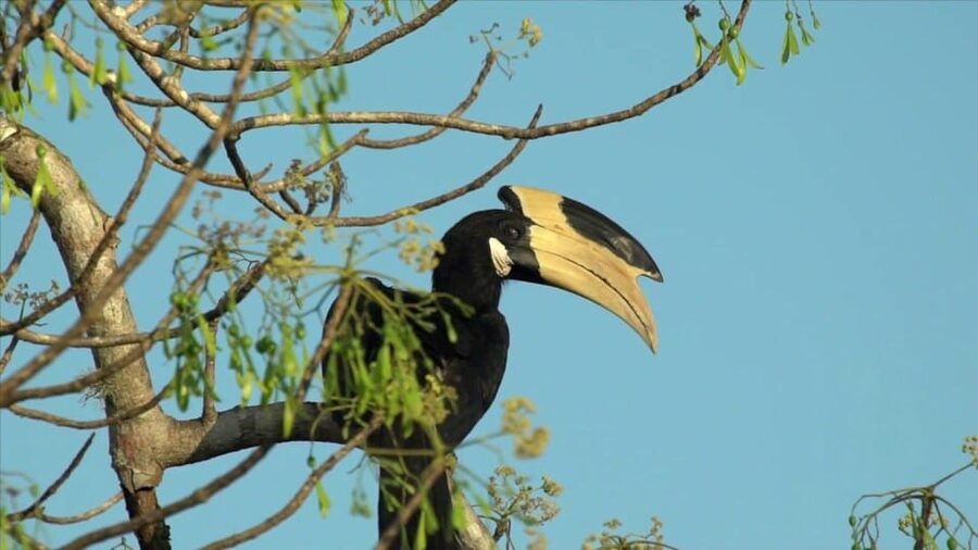 Minneriya: Private Jeep Safari From Trincomalee - Weather, timing, and cancellation terms