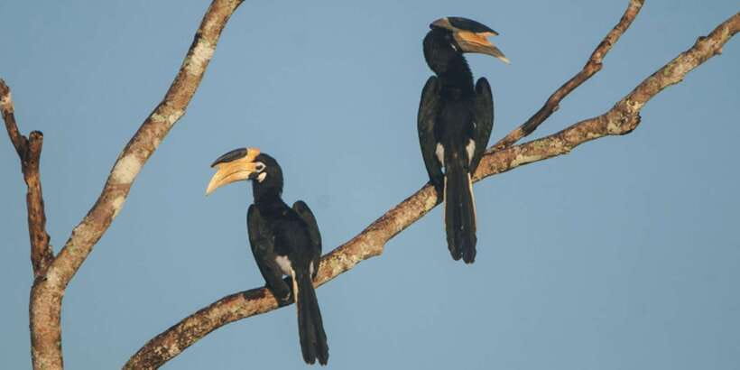Minneriya: Private Jeep Safari From Trincomalee - Who will get the most from this safari