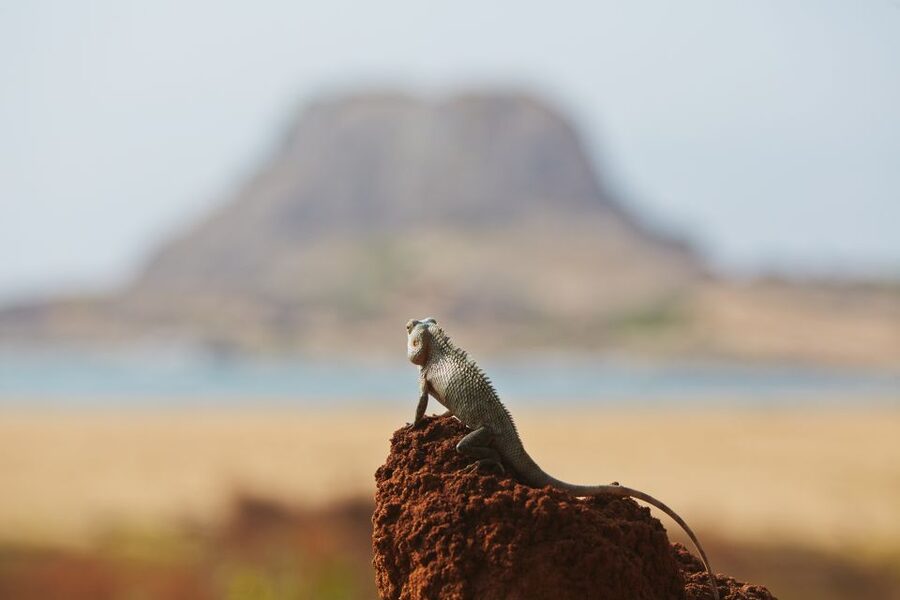 Mirissa/Weligama/Galle/Tangalle: Drop to Ella & Yala Safari - Why this may be better than a separate day trip