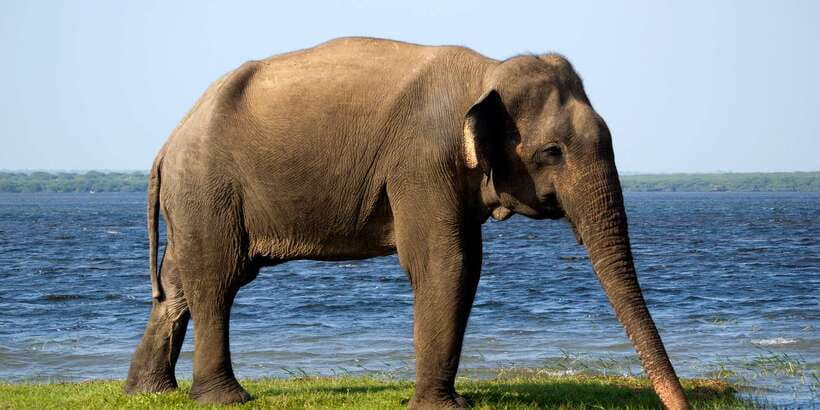 Mirissa/Weligama/Galle/Tangalle: Drop to Ella & Yala Safari - What the day feels like on the road